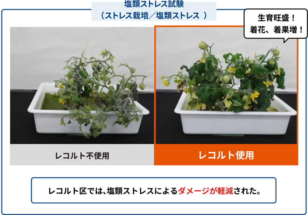 塩類ストレス試験（ストレス栽培／塩類ストレス）