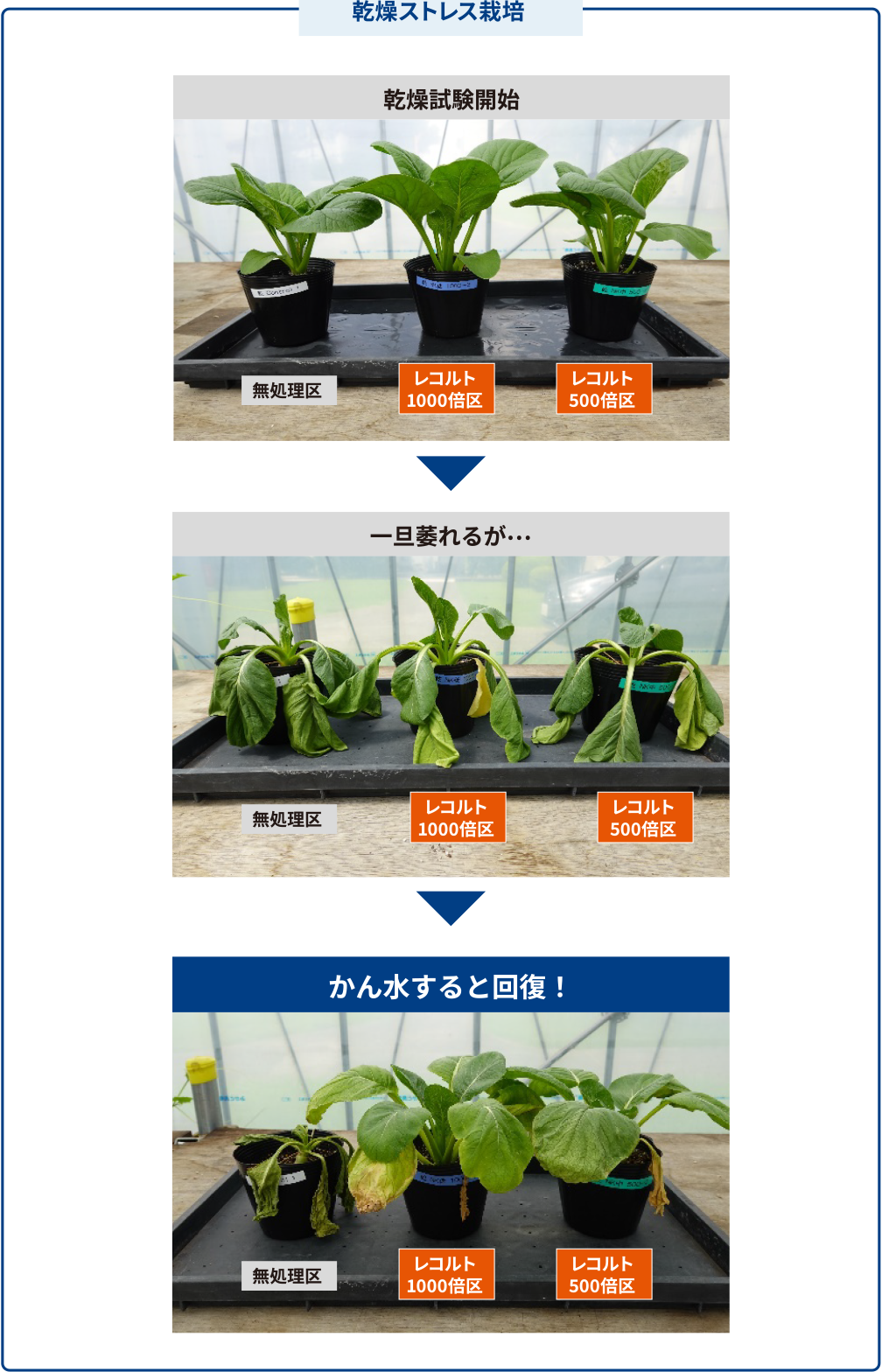 乾燥ストレス栽培